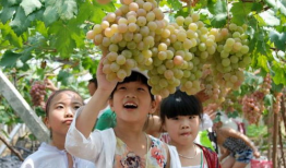 娱乐圈吃葡萄瓜,吃葡萄瓜背后的明星故事